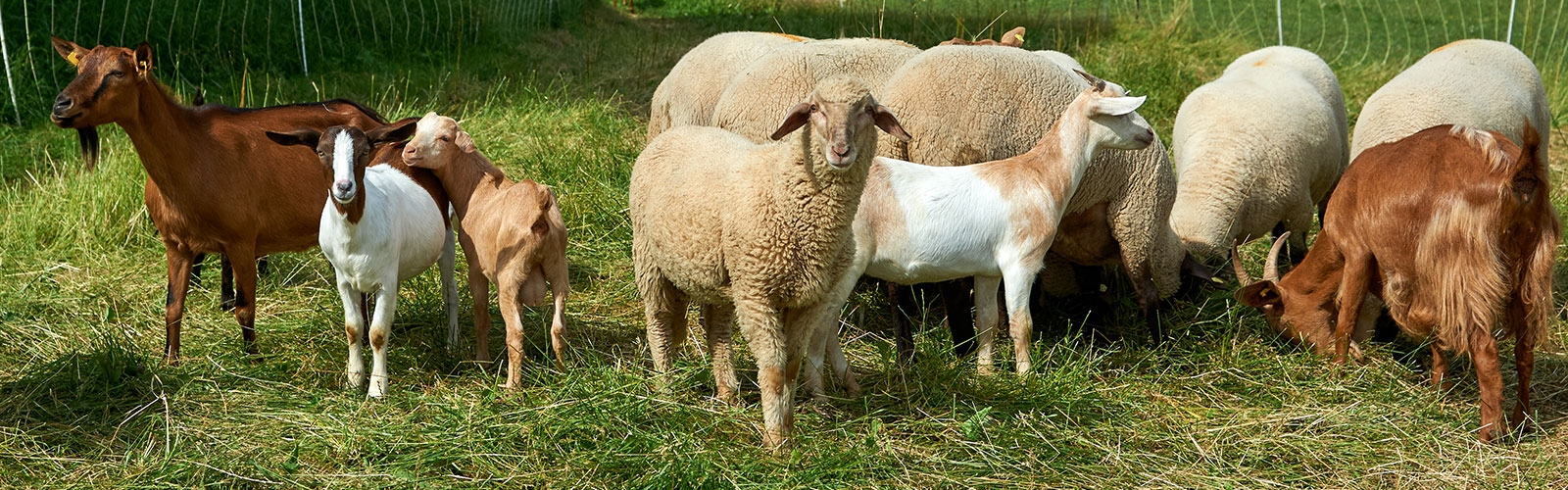Bald gibt es  Streicheleinheiten 